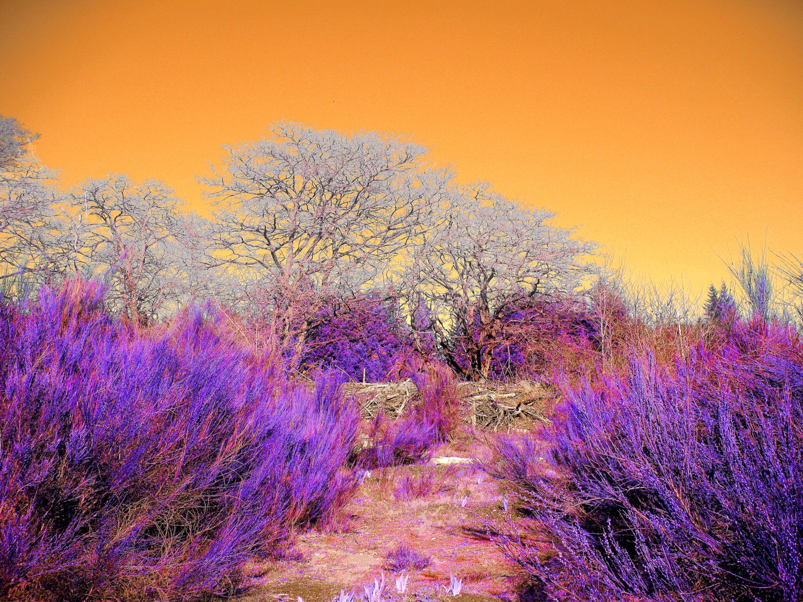 Click to Enlarge-Esc to Close ArtWork1/DigitalArt/39-trees 001b.jpg